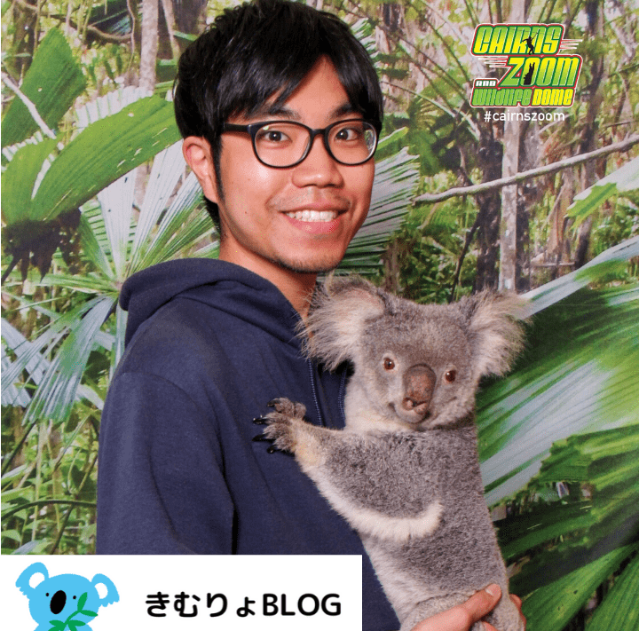 ケアンズでコアラ抱っこ おすすめの動物園4選 実際の写真あり きむりょblog